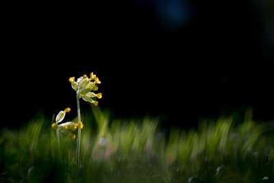 Macro-8667.JPG