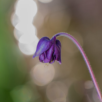 Macro-8964.JPG