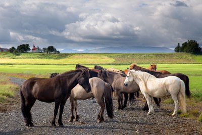 Islande-4695.JPG