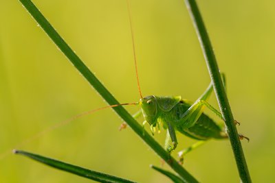 macro-0962.JPG