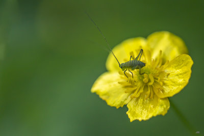 macro-6905.JPG