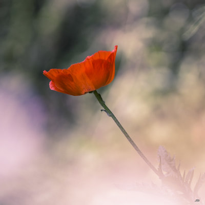 macro-6945.JPG