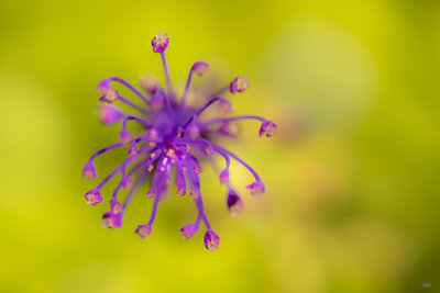 macro-6775.JPG