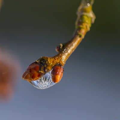 Hiver-8952.JPG