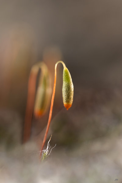 Macro-8854.JPG