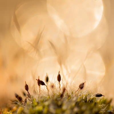 Macro-89201.JPG