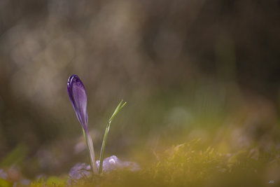 fleur2018-9105.JPG