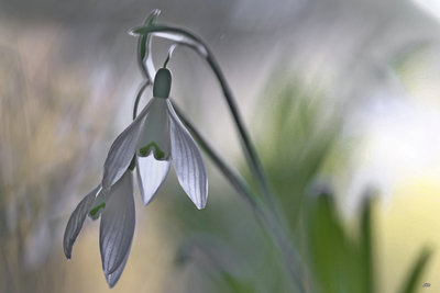 fleur2018-92281.JPG