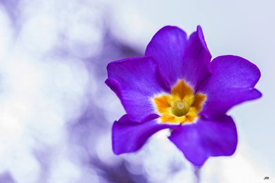 fleur2018-91931.JPG