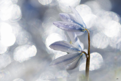 fleur2018-9139-2.JPG