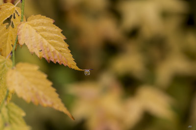 Goutte-0284-3.JPG