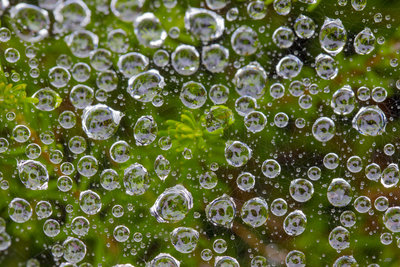 goutte-8546.JPG