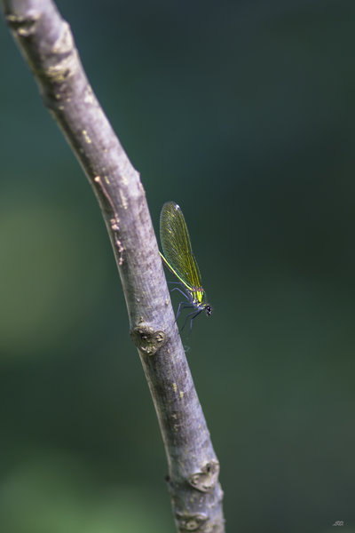 Libelulle-7514.JPG