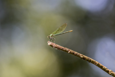 Libelulle-7397.JPG